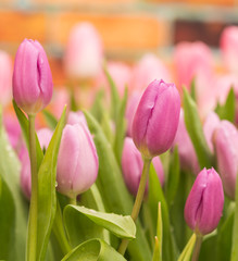 Fototapeta premium Beautiful tulips