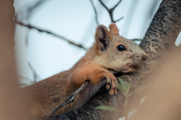 Portrait squirrel