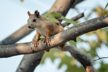 Obraz premium squirrel is preparing to jump
