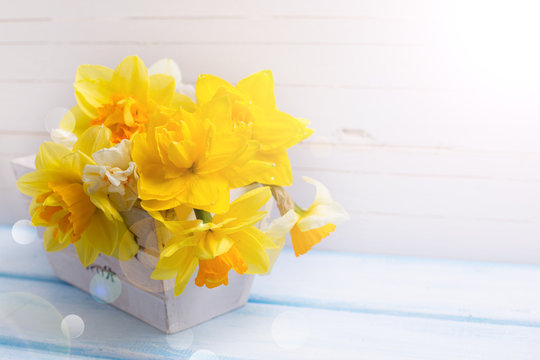 Background with fresh narcissus in wooden pot