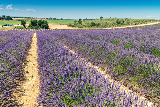 Lavender flower blooming scented fields in endless rows. Valenso