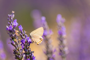 Naklejka premium Butterfly on a lavender meadow