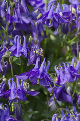 flower in the garden