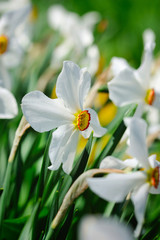 Naklejka premium Narcissus poeticus, Narcissus flowers