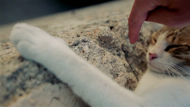 Cat slumbers in the sun