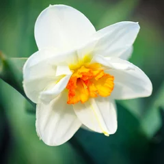 Foto op Canvas Flower narcissus © nmelnychuk