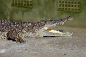 Obraz premium Crocodile