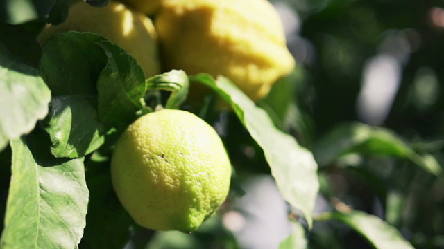 Lemon on lemon tree
