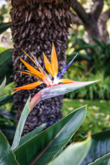 Tropical flower strelitzia, bird of paradise, Madeira island, Fu