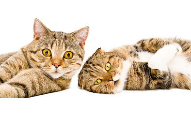 Portrait of two cats Scottish Straight and Scottish Fold