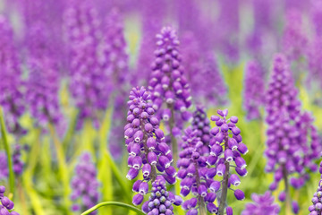 purple muscari blossom background