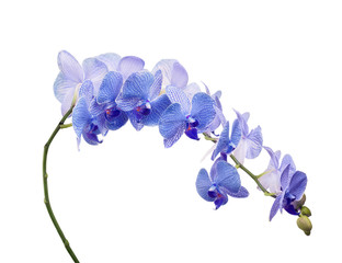 Fototapeta na wymiar long branch with blue stripped orchids