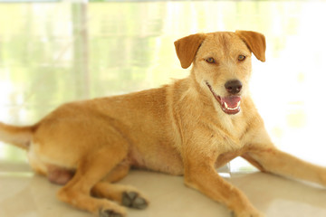 Brown dog sitting on the floor are staring.