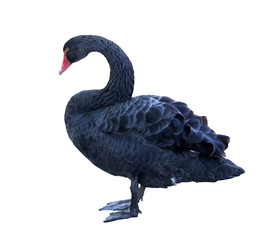 zwarte kleur staande zwaan op wit