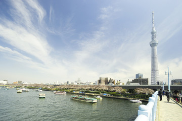 Naklejka premium 東京スカイツリーと隅田川満開の桜と花見を楽しむ人々