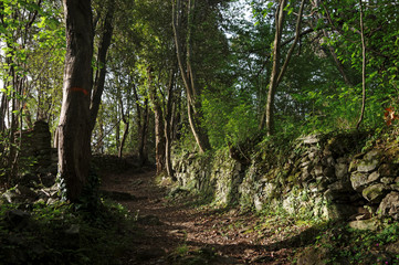 Corse, sentier en forêt de Costa verde