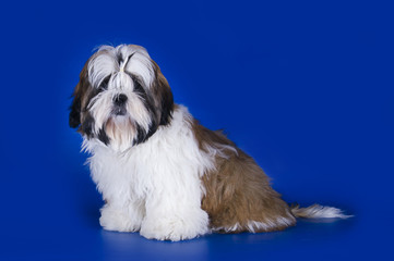 Shih Tzu puppy on a blue background isolated