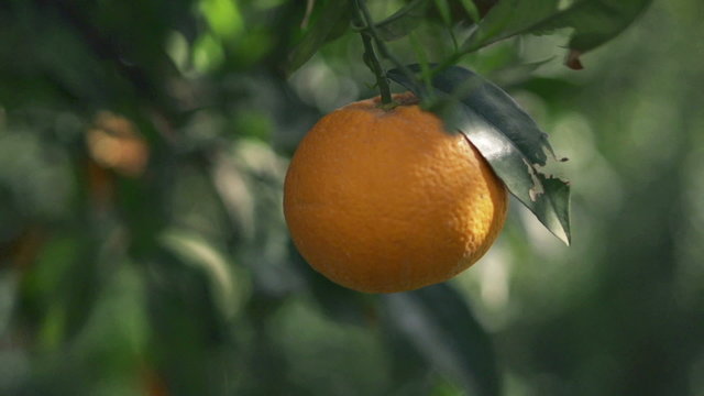 Tasty fresh orange on orange tree
