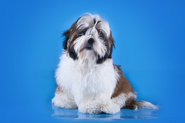 Shih Tzu puppy on a blue background isolated