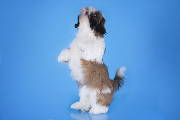 Shih Tzu puppy on a blue background isolated