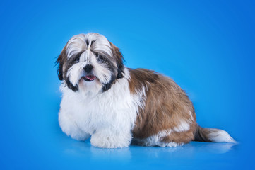 Naklejka na ściany i meble Shih Tzu puppy on a blue background isolated