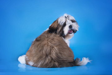 Shih Tzu puppy on a blue background isolated