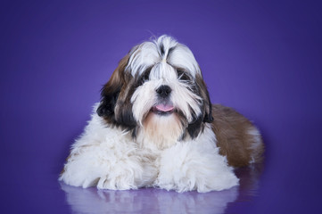 Naklejka na ściany i meble puppy shih tzu isolated on violet background