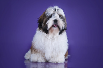 Naklejka na ściany i meble puppy shih tzu isolated on violet background