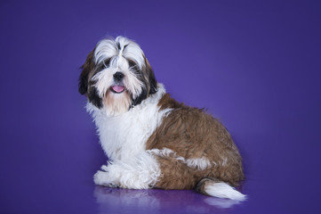 puppy shih tzu isolated on violet background