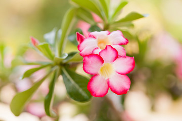 Fototapeta na wymiar Desert rose flowers in garden.