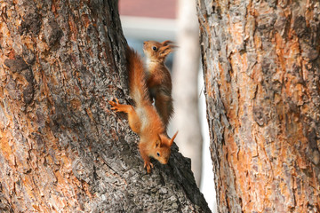 little baby squirrel playing on the tree