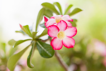 Obraz na płótnie Canvas Desert rose flowers in garden.