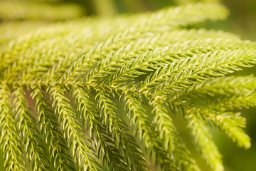 green prickly branches of a fur-tree or pine background.