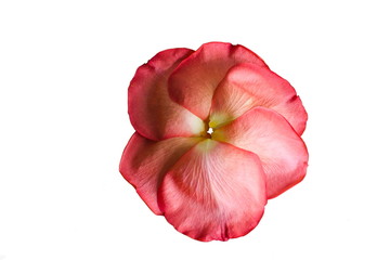 Flower made of rose petals