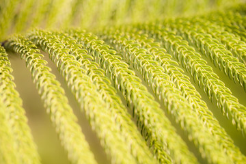 green prickly branches of a fur-tree or pine background.