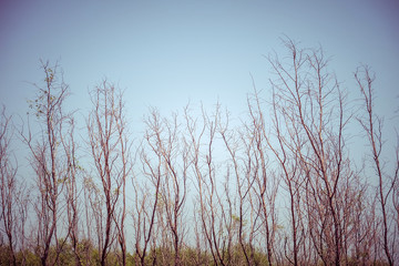 Dead Tree with filter effect retro vintage style