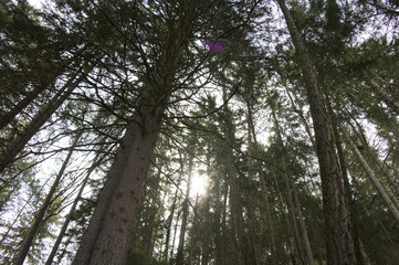 forest