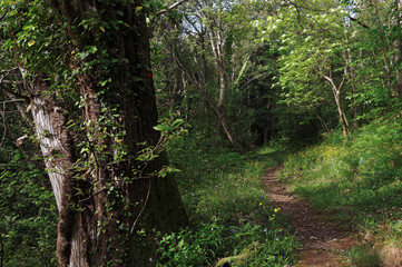 Corse, sentier en forêt de Costa verde