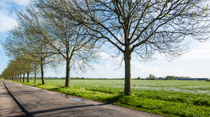 Fototapeta na wymiar Recently budding trees in a long row beside a country road