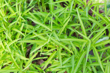 close up of green grass or herb outdoors