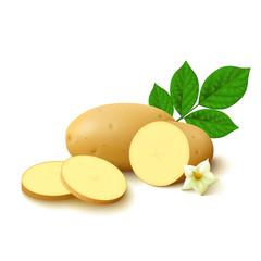 Potato on white background. Vector illustration.