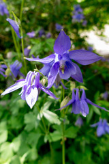 columbine in the garden