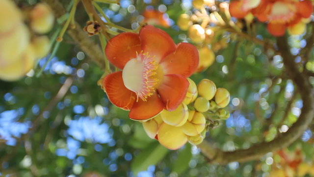 Beautiful Cannonball tree flowers
