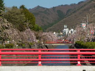 天童　倉津川の桜並木