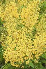 Blütenpracht in gelb