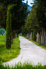 Strada sterrata di campagna con cipressi, Paesaggio Toscana