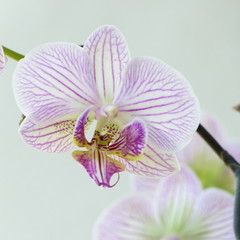Orchideenblüte, gestreift