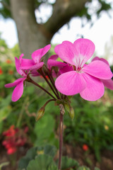 Fototapeta premium geranium in the garden