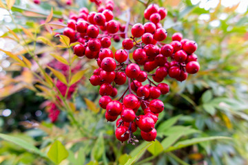red berries in the garden