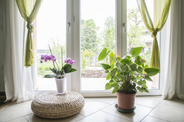 piante in appartamento